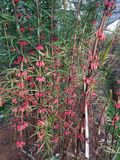 滇黄精红花